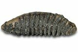 Southern Mammoth Lower M Molar - Hungary #298459-4